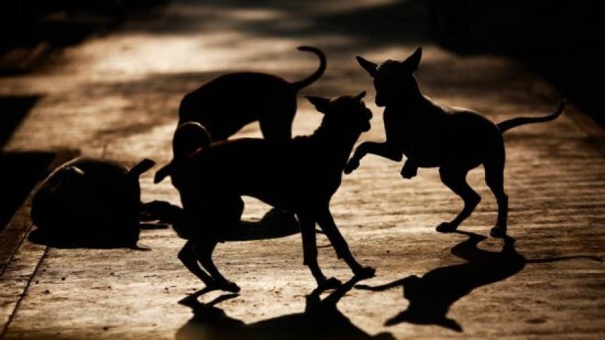 dog killing incident in Dhaka