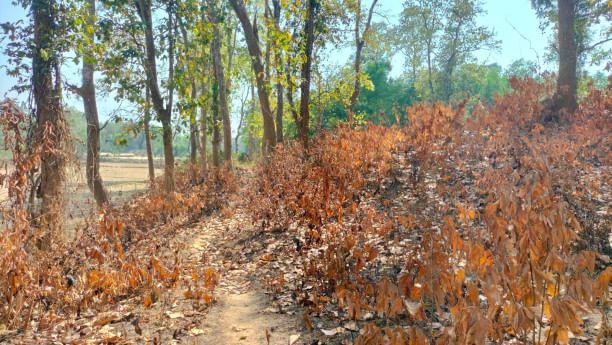 Let’s begin a discourse of resistance against forest fires.jpg