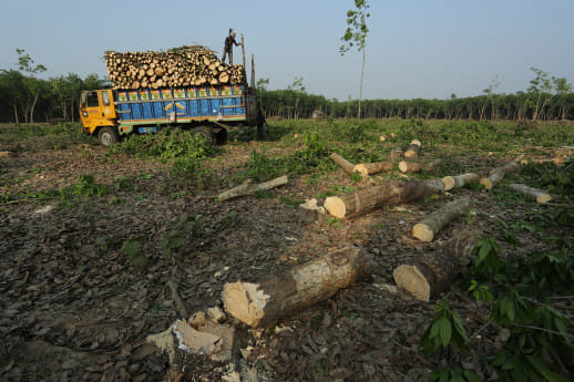 Can the govt restore Madhupur Sal Forest?.jpg
