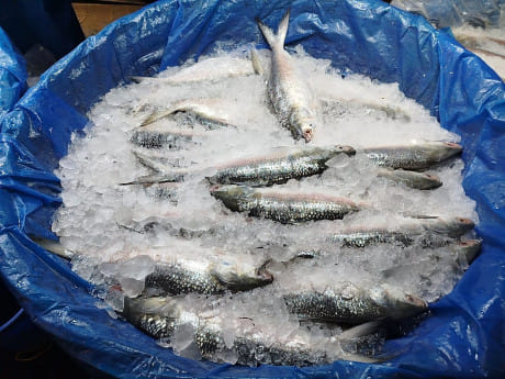 hilsa fish price hike