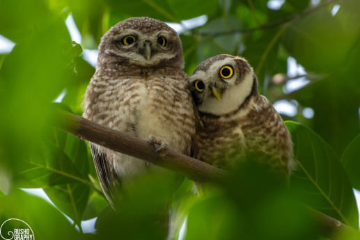 Dhaka's birds are disappearing — should we be worried?