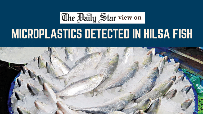 microplastics detected in hilsa fish