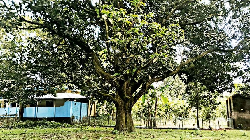 mango-tree.jpg