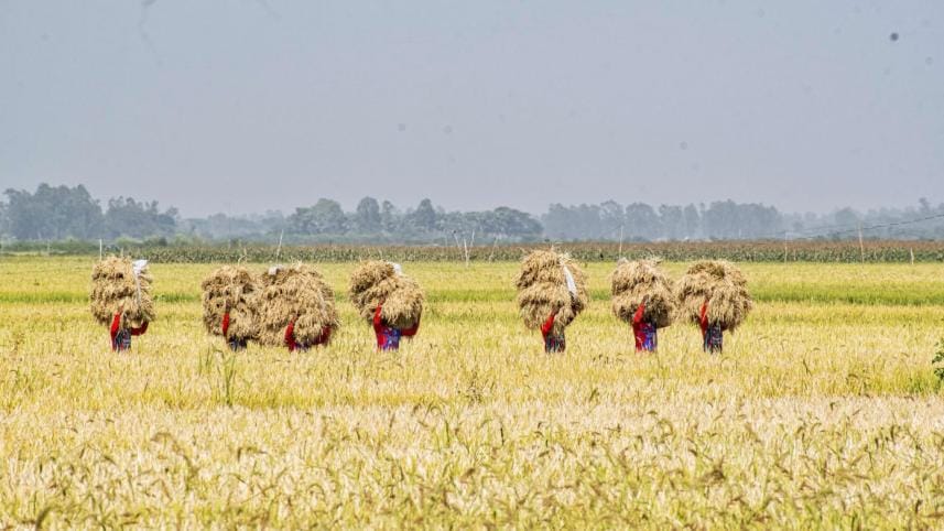 new rice varieties approved in bangladesh