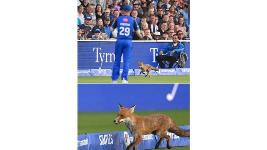 fox.jpg