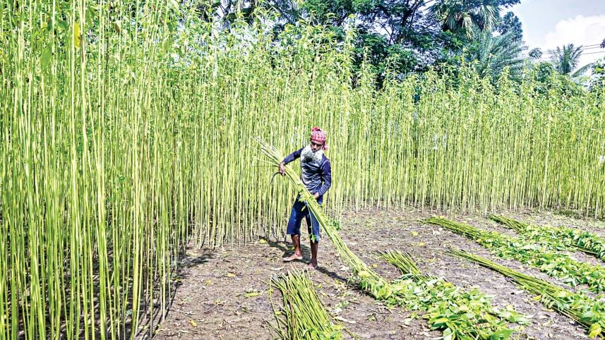 jute2.jpg