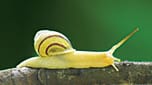 snail.jpg