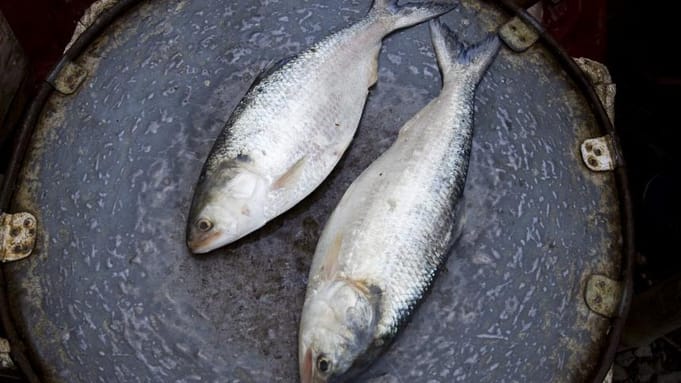 Want better focus and health? Add more fish to diet