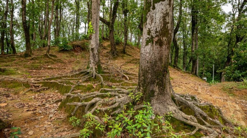 The complete Mymensingh travel map: Your go-to guide to local wonders