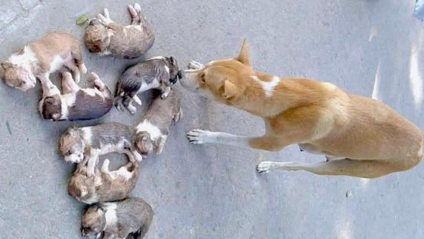 Dog mother weeping for babies.jpg