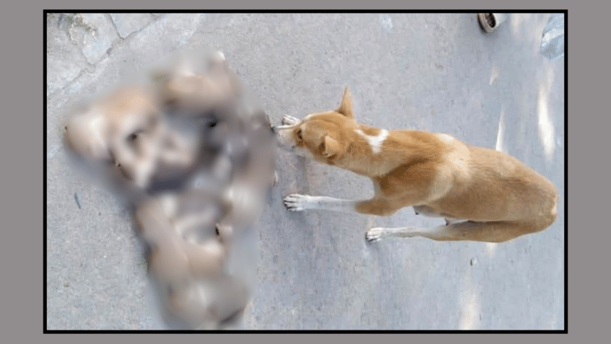 Ishwardi puppy killing.png