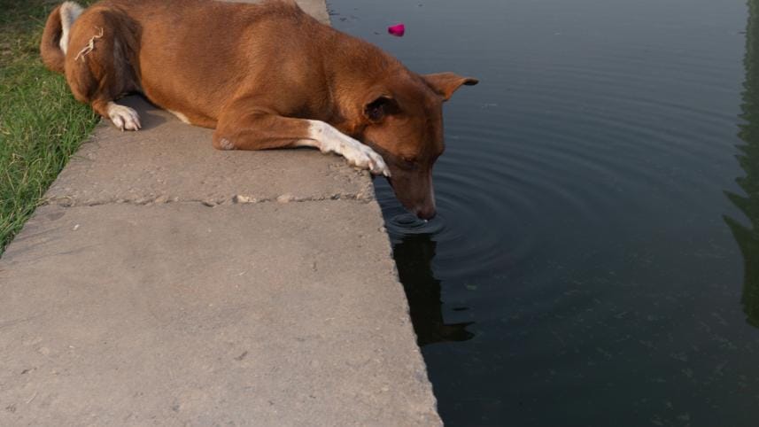 Do we care about animal cruelty? Bangladesh’s disturbing reality | The Daily Star