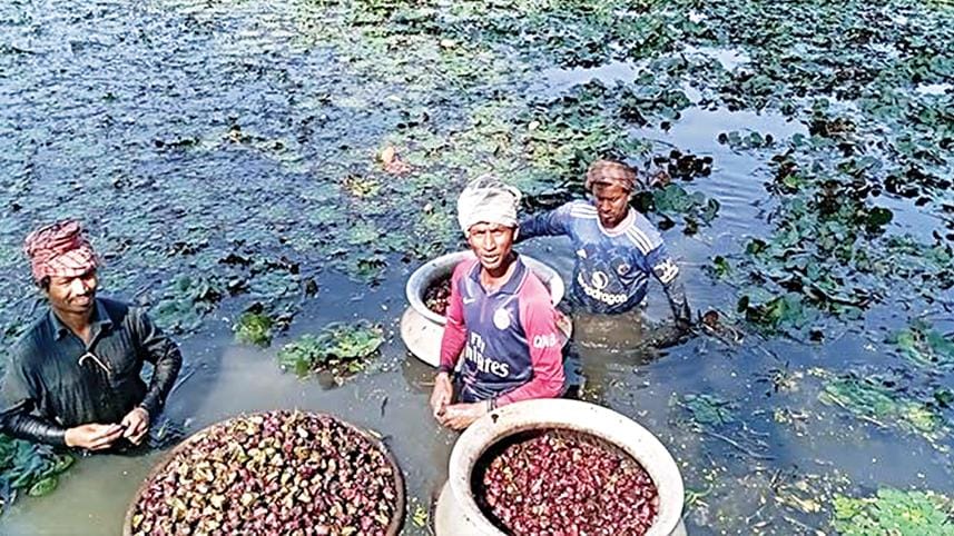 water-chestnut-cultivation-02.jpg