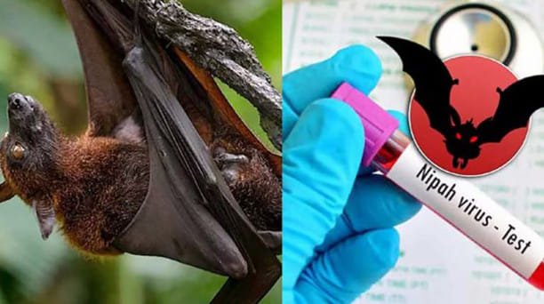 Nipah virus.jpg