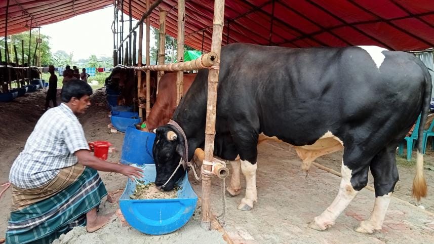 Business story on cow.jpg