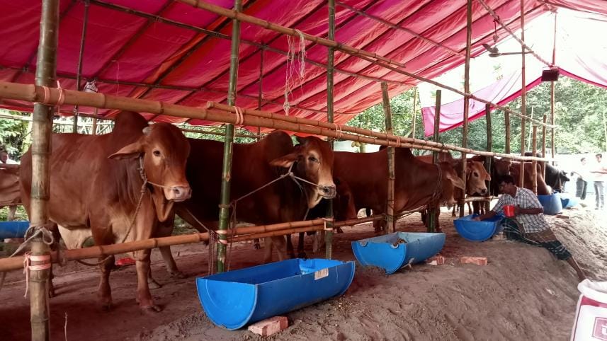 Business story on cow_94f7.jpg