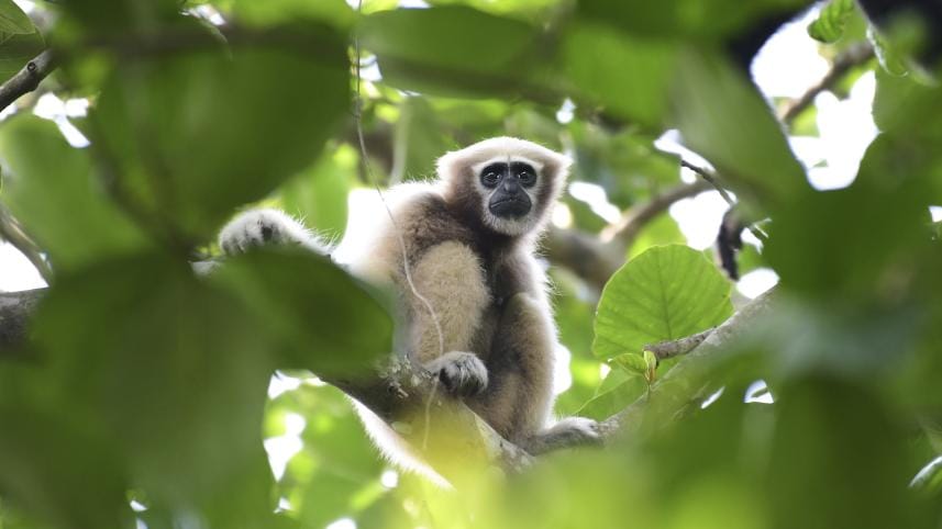 Apes of the East.jpg