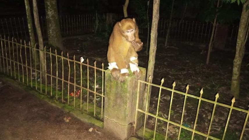 injured monkey