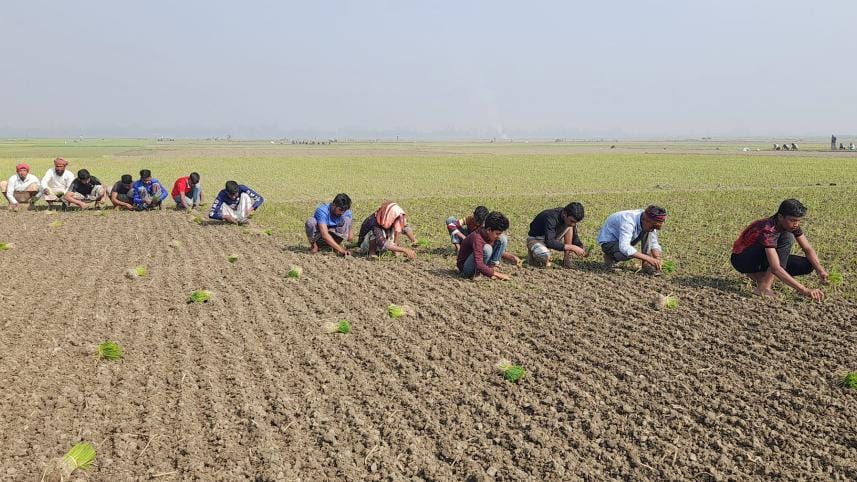 Pabna Onion farming .jpg