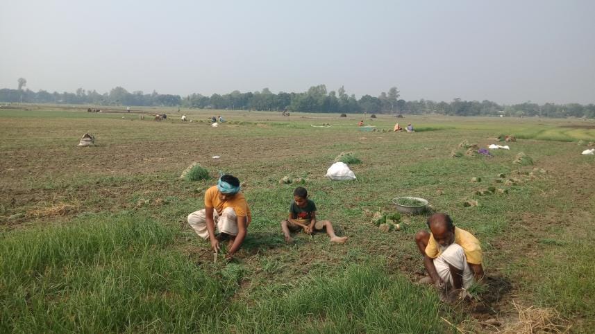 Pabna onion farming 2.jpg