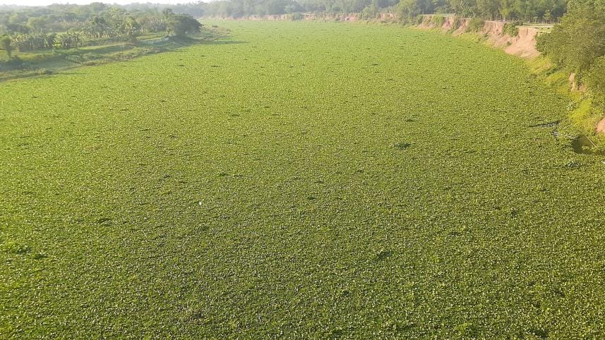 Water hyacinth.jpg