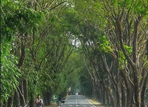 Forest department decided to cut more than 2 thousand trees on four roads of Jashore.jpg
