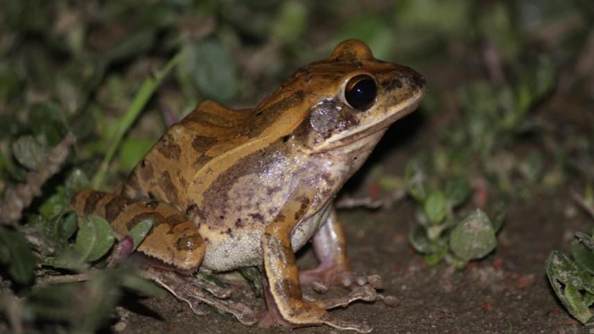 Brown Blotched Bengal Treefrog found in Bangladesh.jpg