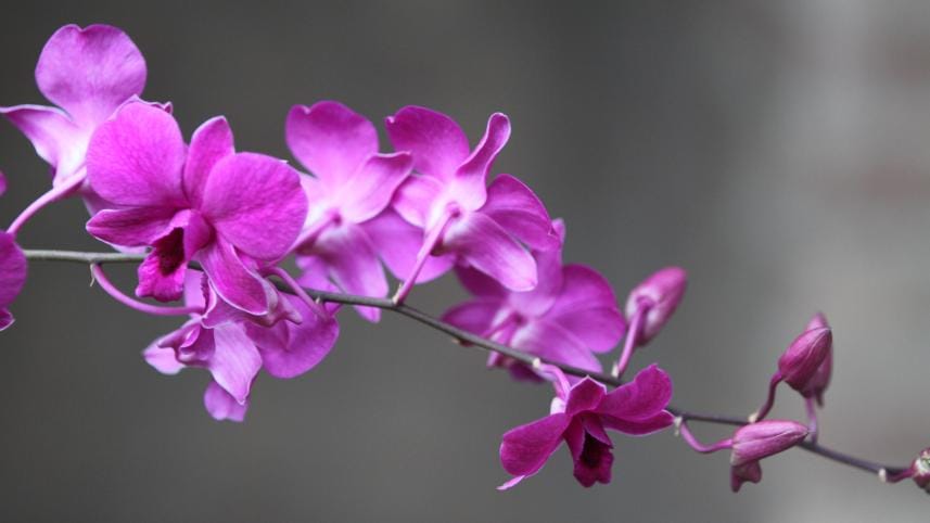 MY Dhaka Orchid_ded2.jpg