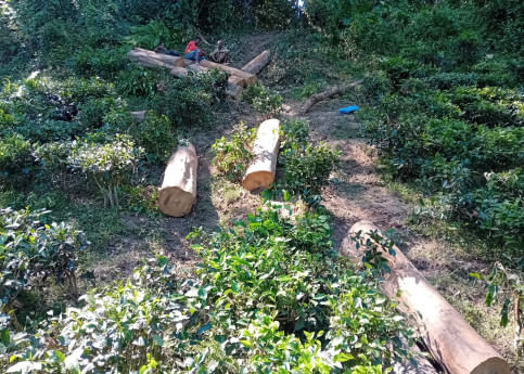 No let up in stealing of trees