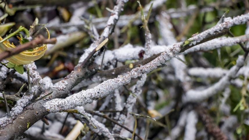 Tree resin trade_32a4.jpg