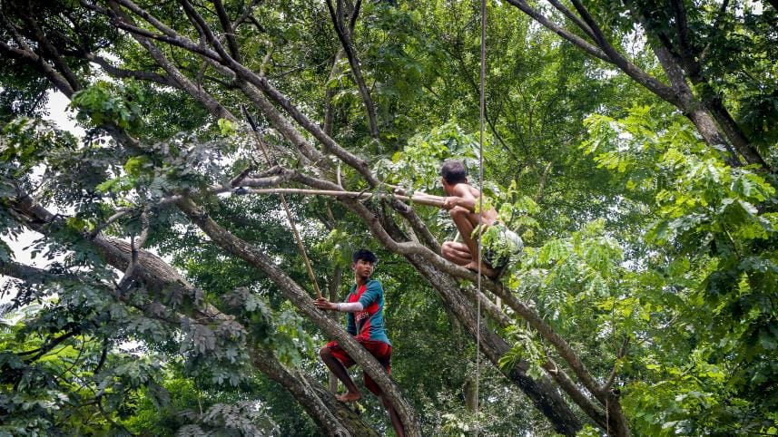 Tree resin trade_a062.jpg