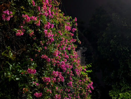 My dhaka -- bouganviliea.jpg