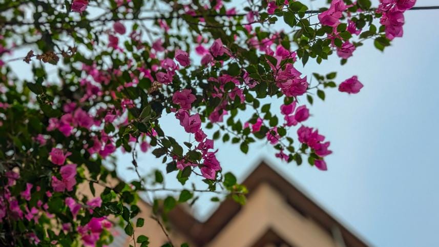 My dhaka -- bouganviliea_b58e.jpg