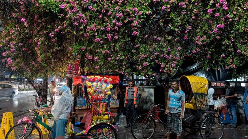 My dhaka -- bouganviliea_c188.jpg