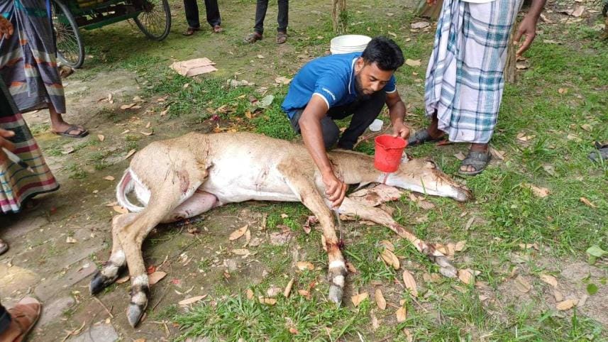 Nilgai.jpg