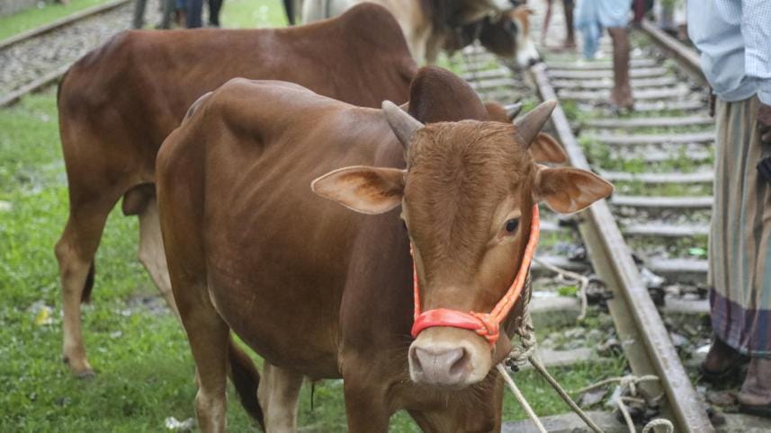 ctg red bull_913c.jpg