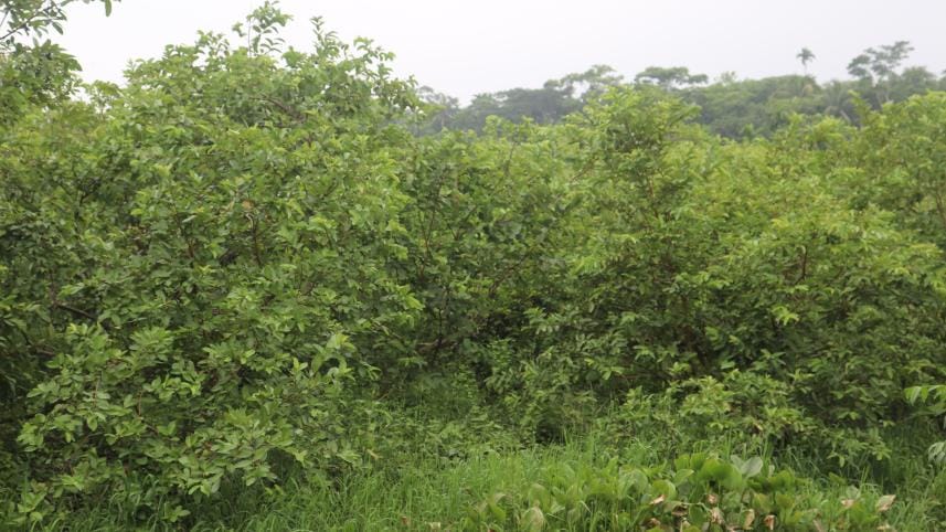 Low Guava Production _1ffb.jpg