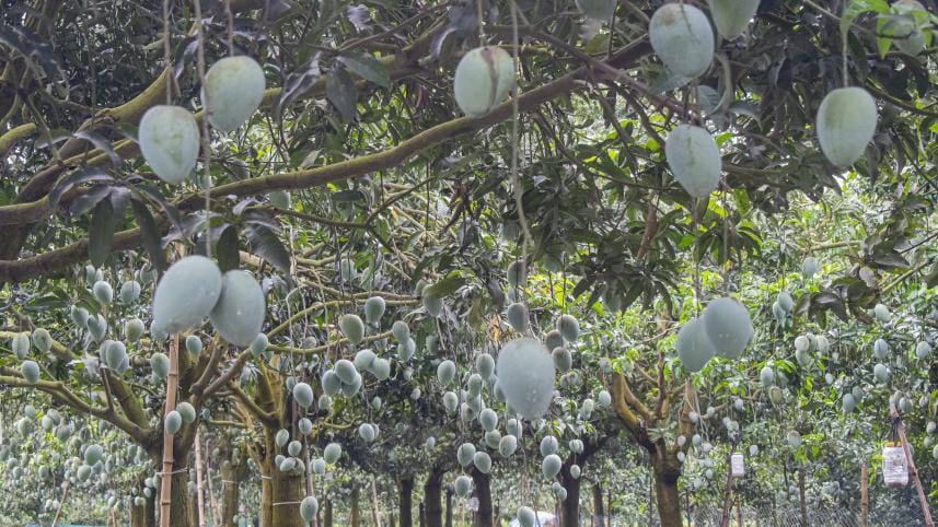 Story for Weekend ReadWR- Mostafa Shabuj-25.08.25_88c0.jpg