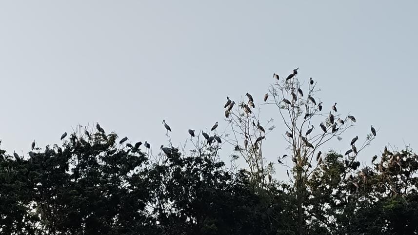Rajbari birds news _540e.jpg