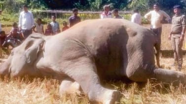 Wild Elephant Killed by Electric Trap in Ukhiya.jpg