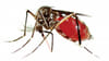 dengue death toll in Bangladesh today