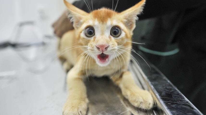 4-5 Cover Story Spread.jpg