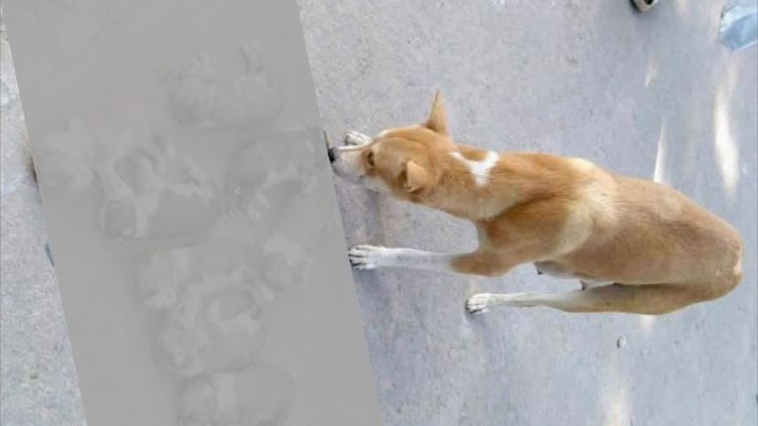 OP 2 - A mirror held by a dog reflecting our moral decaying_dd82.jpg