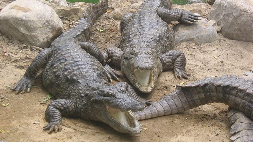 800px-Marsh_Crocodiles_basking_in_the_sun.JPG