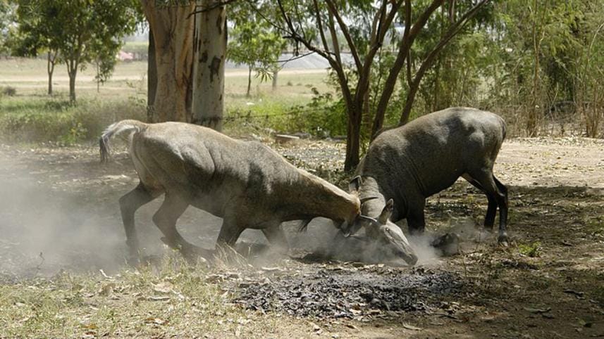 800px-Nilgais_fighting,_Lakeshwari,_Gwalior_district,_India.jpg