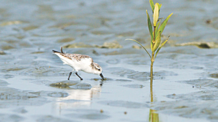 a_conservation_effort_spanning_borders