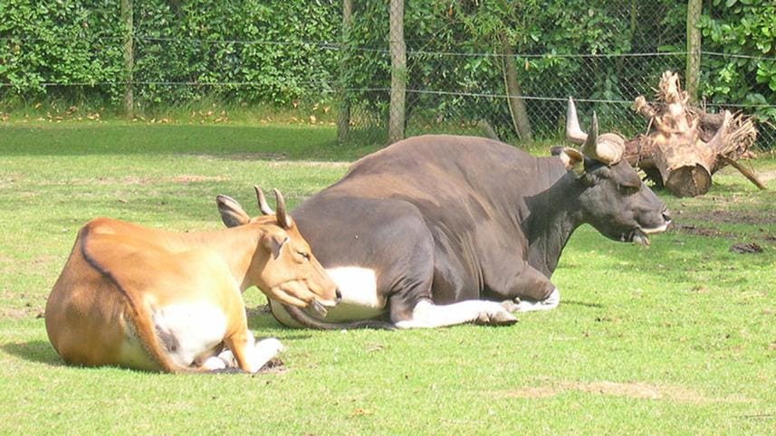 Banteng.jpg