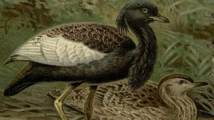 BengalFlorican_painting.jpg