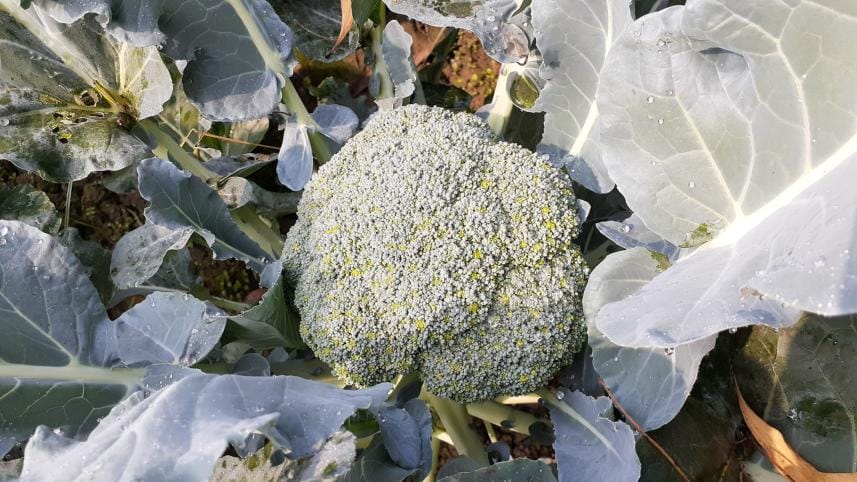 broccoli_cultivation_2.jpg