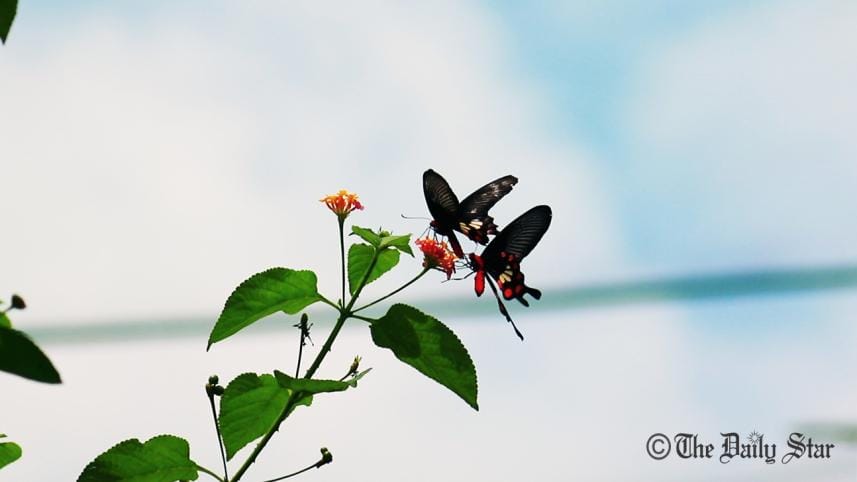 Butterfly-park-Chittagong-4.jpg